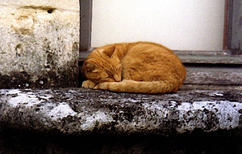 4 Katze.jpg